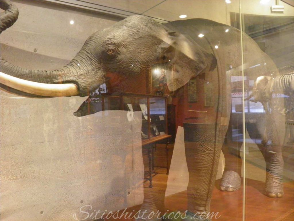 Elefante indio disecado en el Museo Nacional de Ciencias Naturales de Madrid.