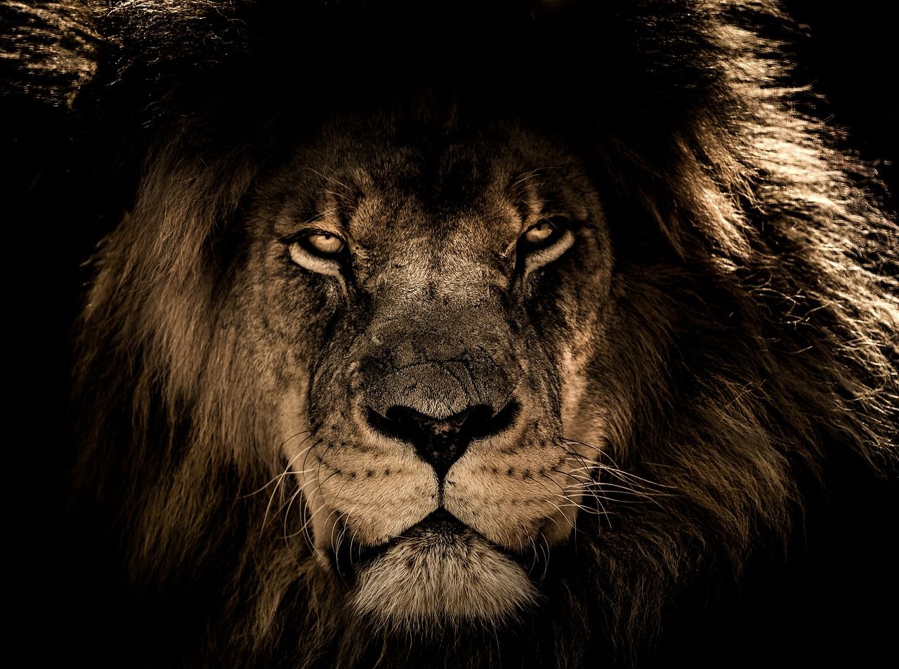 Leones en Egipto