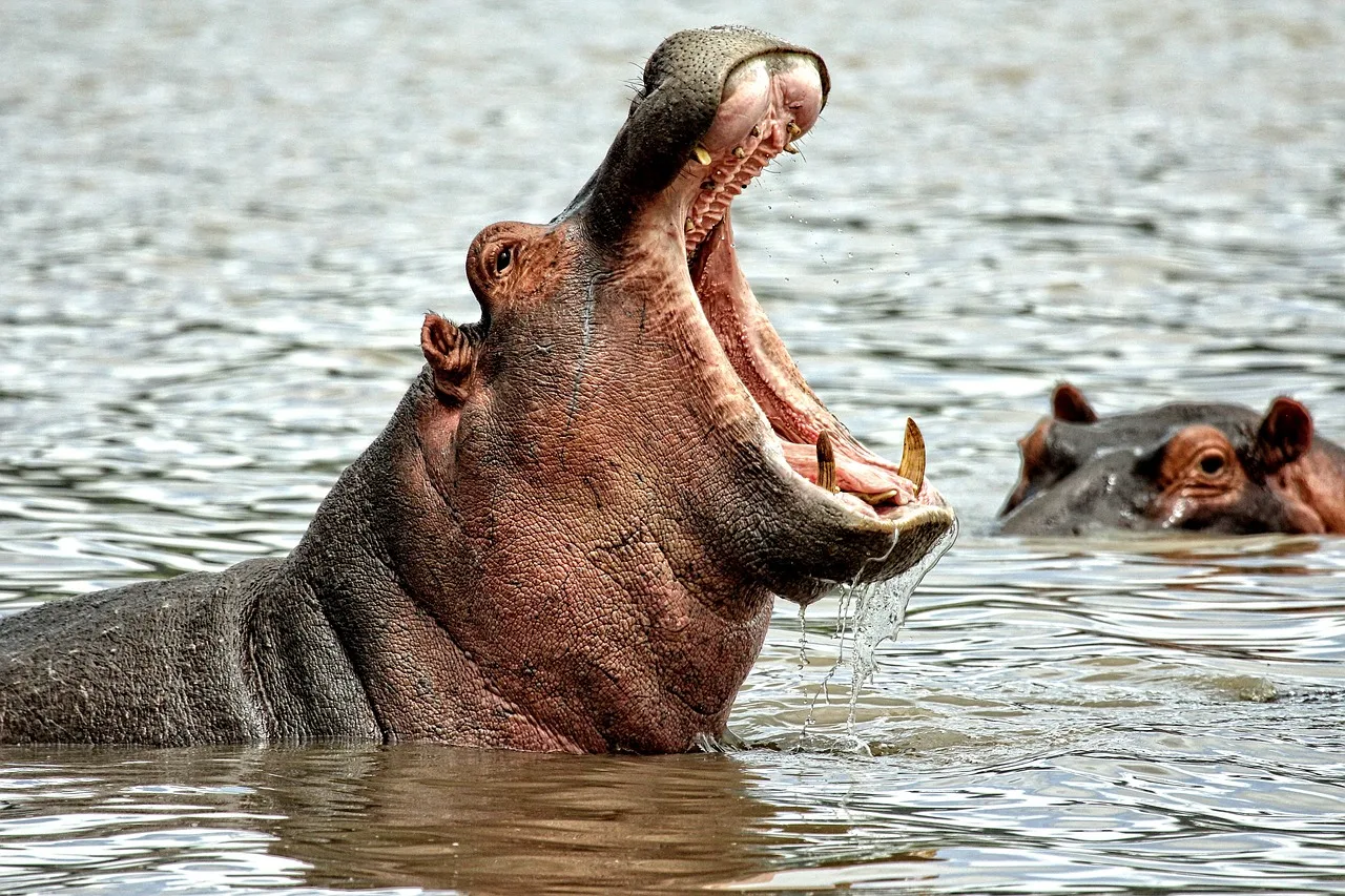 Hipopótamos significado