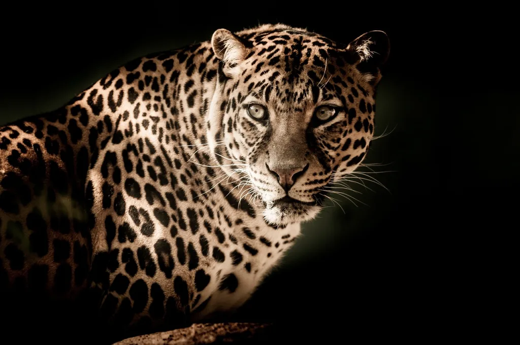 Leopardos en Egipto