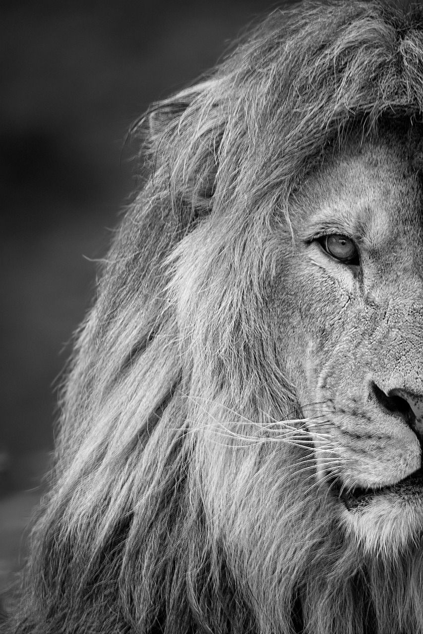 Leones en Egipto