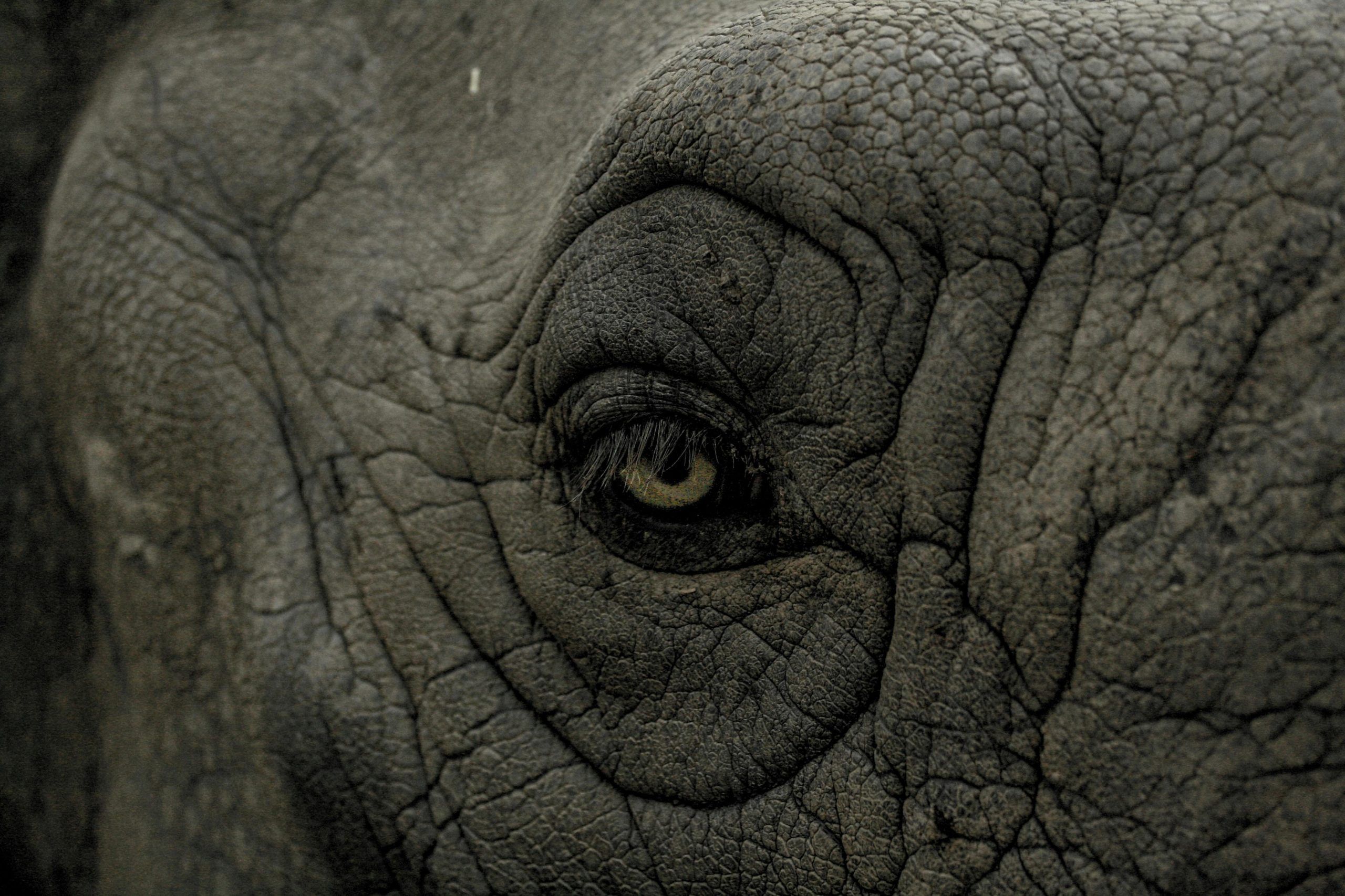 Elefante egipcio