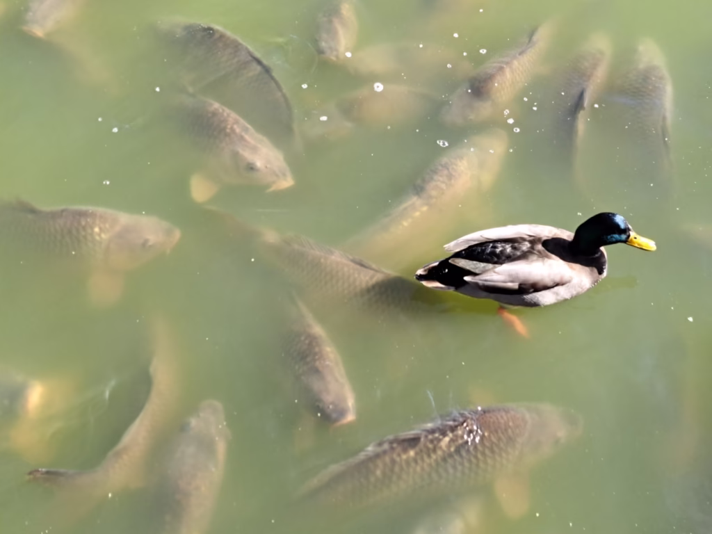 Peces estanque del Retiro